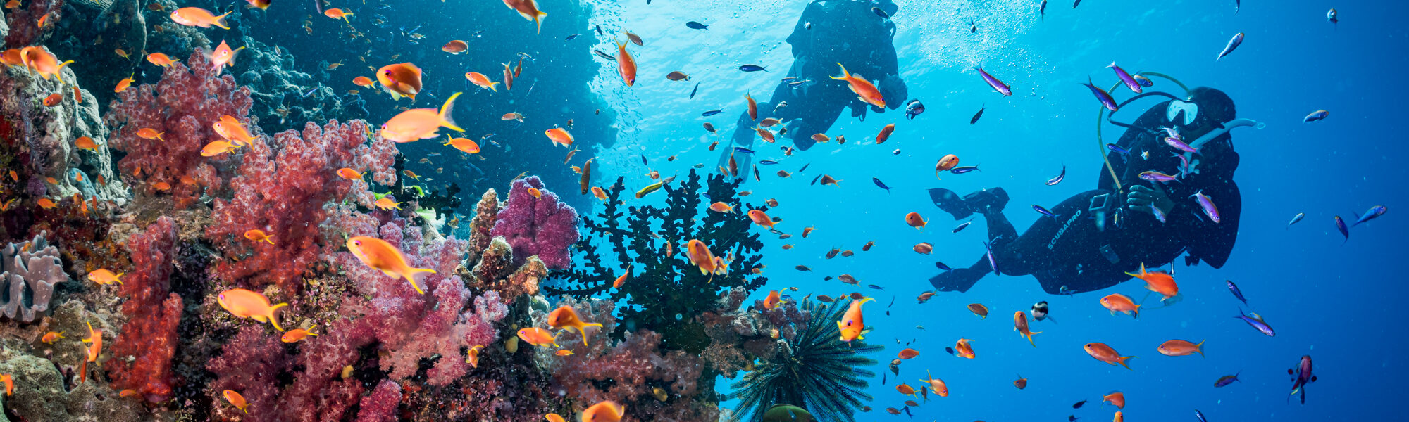 Quiz: Moet je Divemaster of Master Scuba Diver als doel stellen?