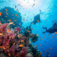 two divers explore a reef in Fiji