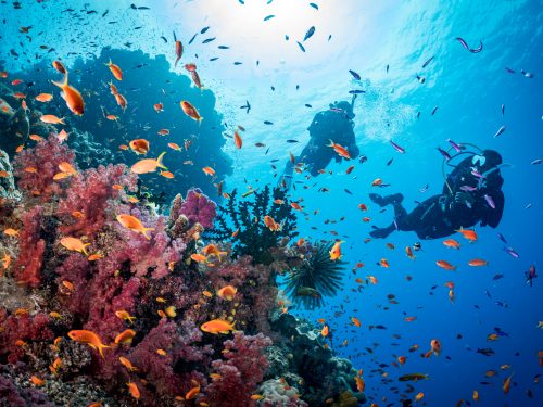 two divers explore a reef in Fiji