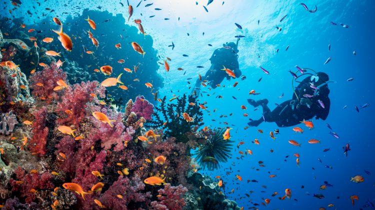 two divers explore a reef in Fiji