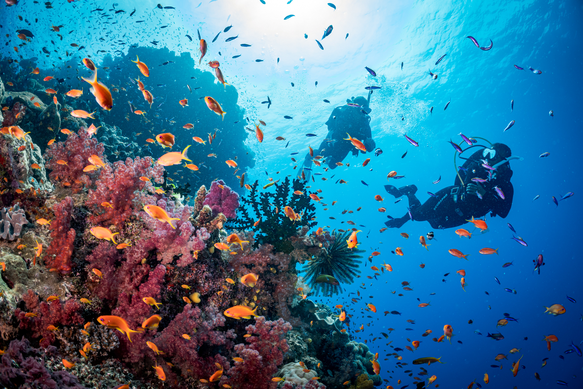 two divers explore a reef in Fiji