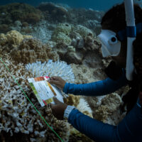 Diver carrying out a Coral Watch survey underwater, matching the color of the coral to their slate