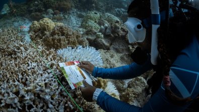 Diver carrying out a Coral Watch survey underwater, matching the color of the coral to their slate