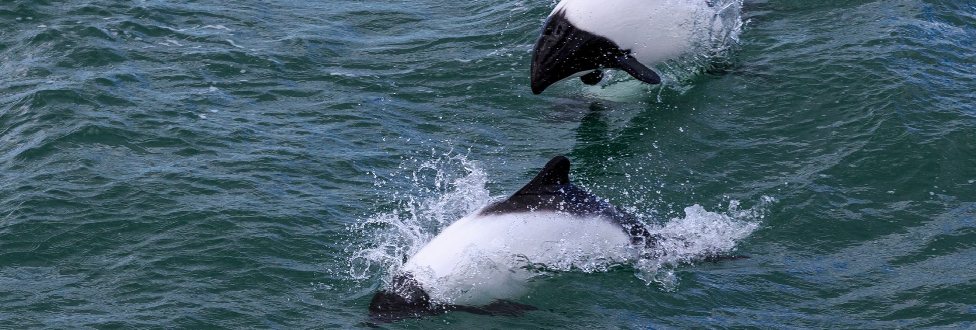 A Diver’s Guide to Marine Life in Chile