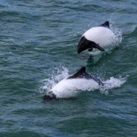 Two Commerson's Dolphins. These black and white dolphins can be seen in Chile