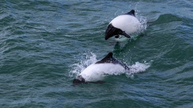 Two Commerson's Dolphins. These black and white dolphins can be seen in Chile
