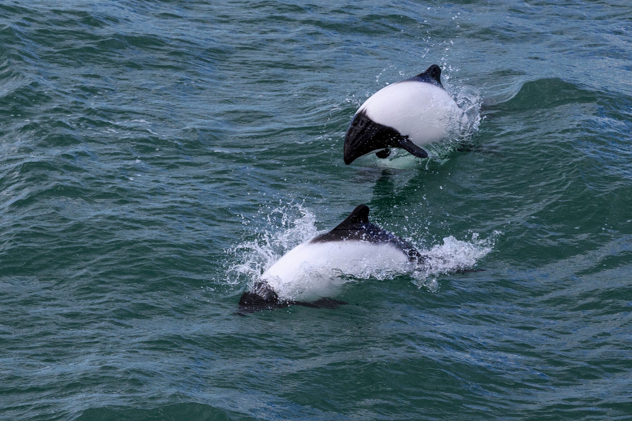 Two Commerson's Dolphins. These black and white dolphins can be seen in Chile