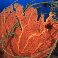 Sea fan entangled in fishing lines