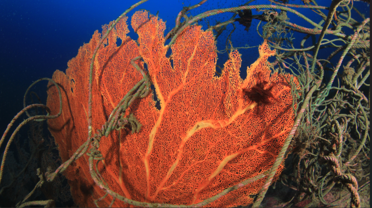 Sea fan entangled in fishing lines
