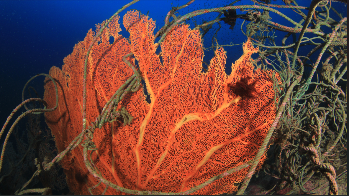 Sea fan entangled in fishing lines