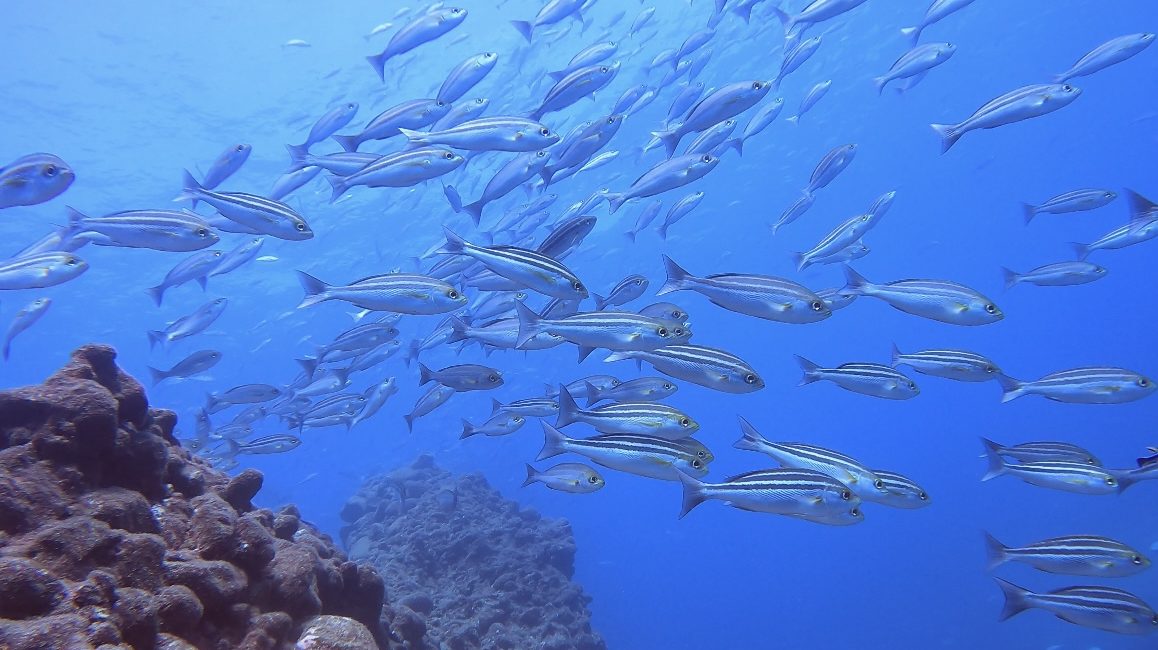 South Izu: A Diver’s Paradise Two Hours From Tokyo