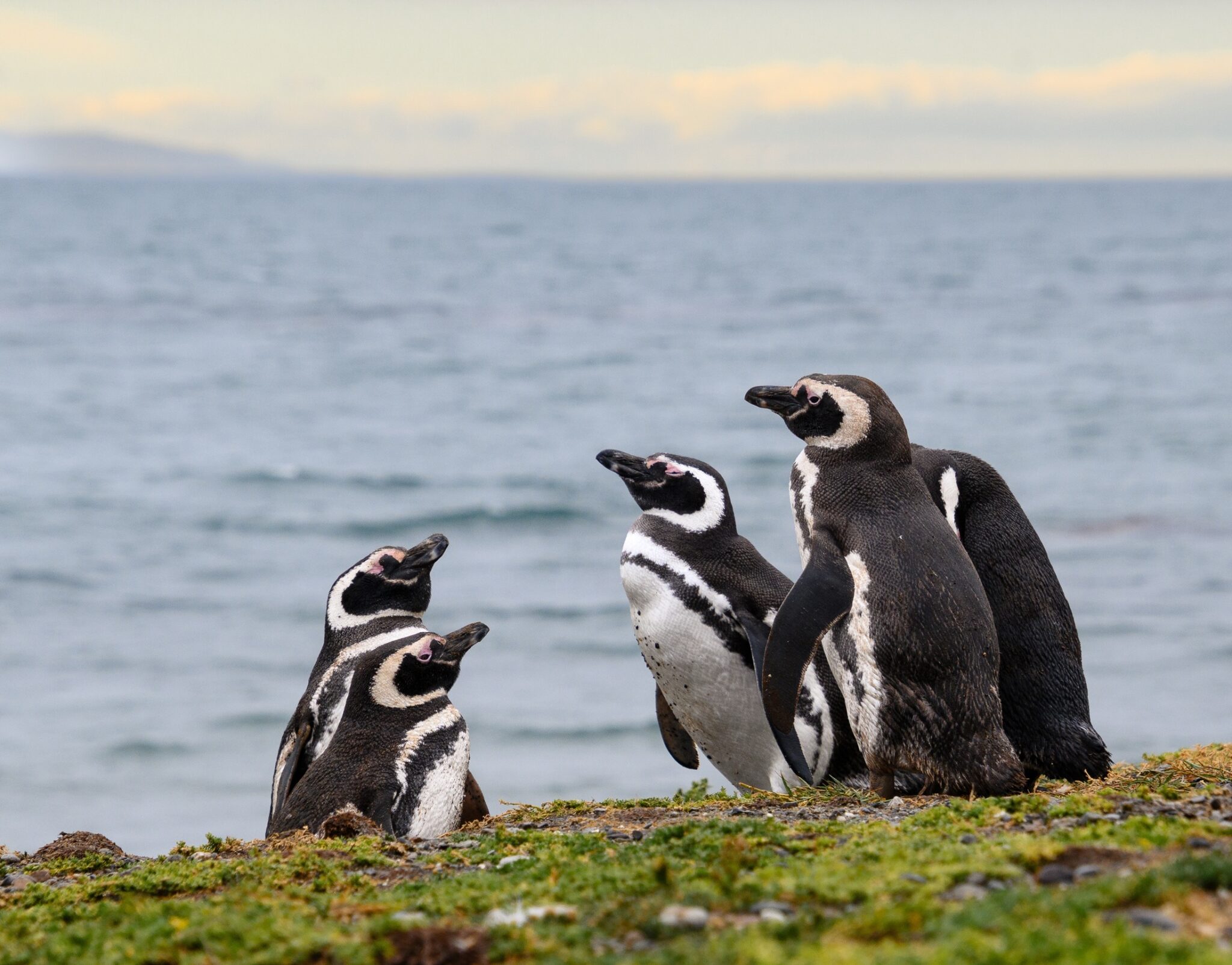 Magellanic penguins in Chile Magellanic penguins are some of the marine life in the Desventuradas Islands and helped by conservation in Chile marine parks