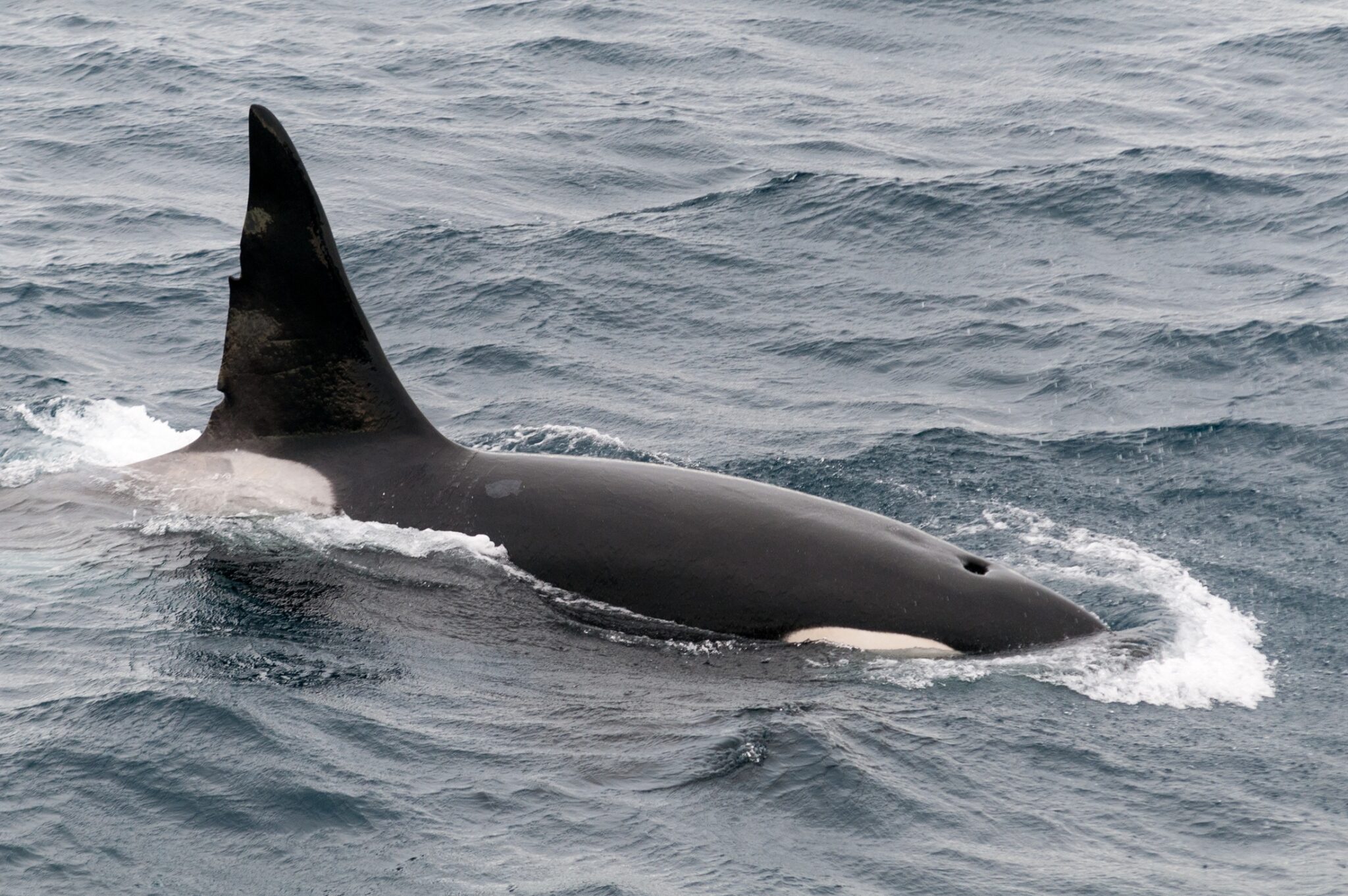 An orca whale with the dorsal fin and top of its head out of the water, swimming at the surface in Chile