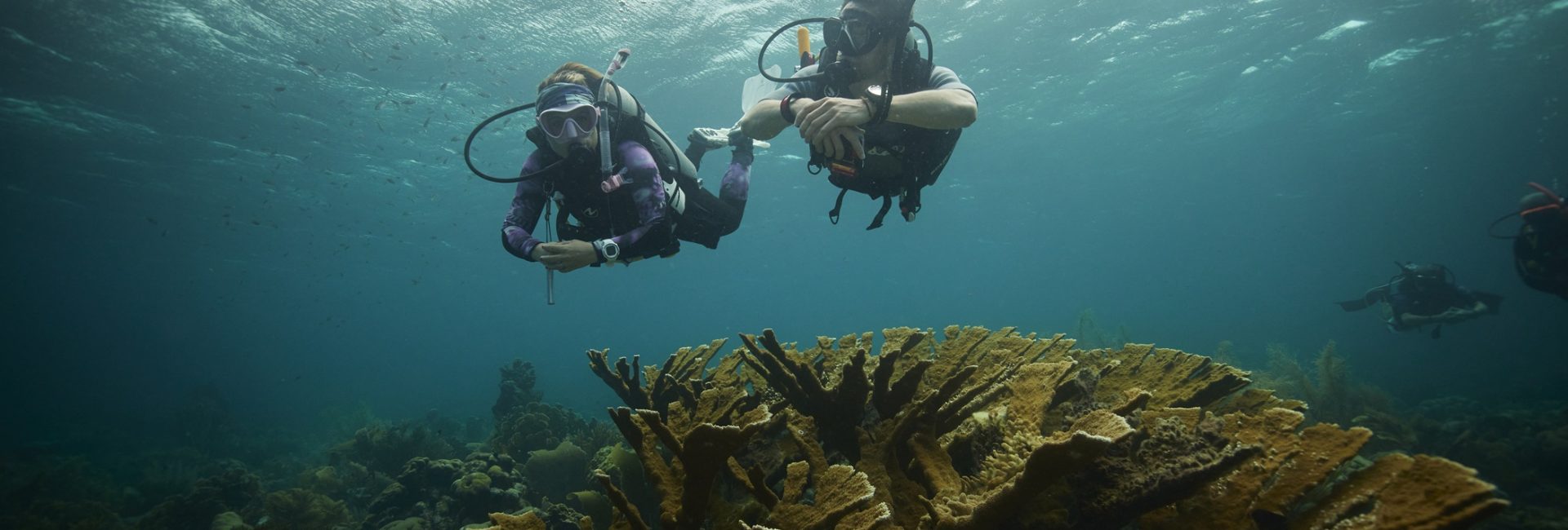 5 Gründe, ein Divemaster zu werden (selbst wenn du nicht als solcher arbeiten möchtest)