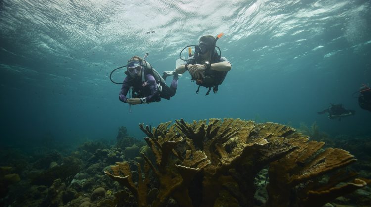 Two divers swim over a reef in the Caribbean island of Curacao