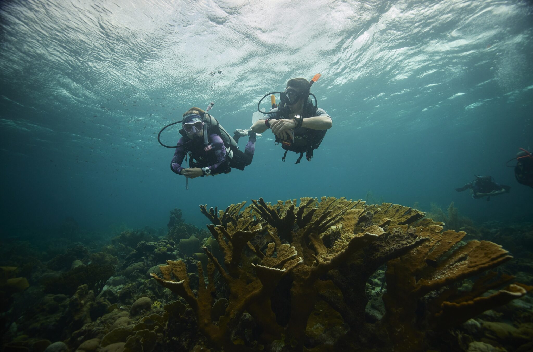 Two divers swim over a reef in the Caribbean island of Curacao