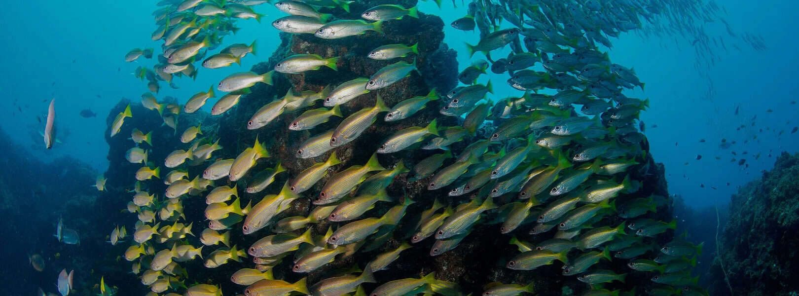 AA jornada de um profissional PADI: do mergulho em pedreiras ao sonho de se tornar Course Director