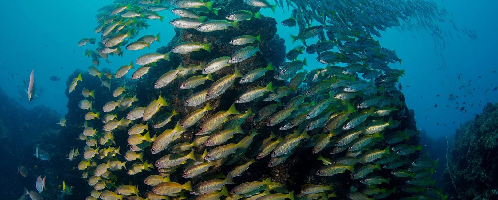 AA jornada de um profissional PADI: do mergulho em pedreiras ao sonho de se tornar Course Director