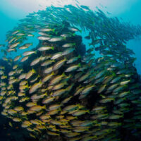 fish school in mozambique