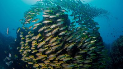 fish school in mozambique