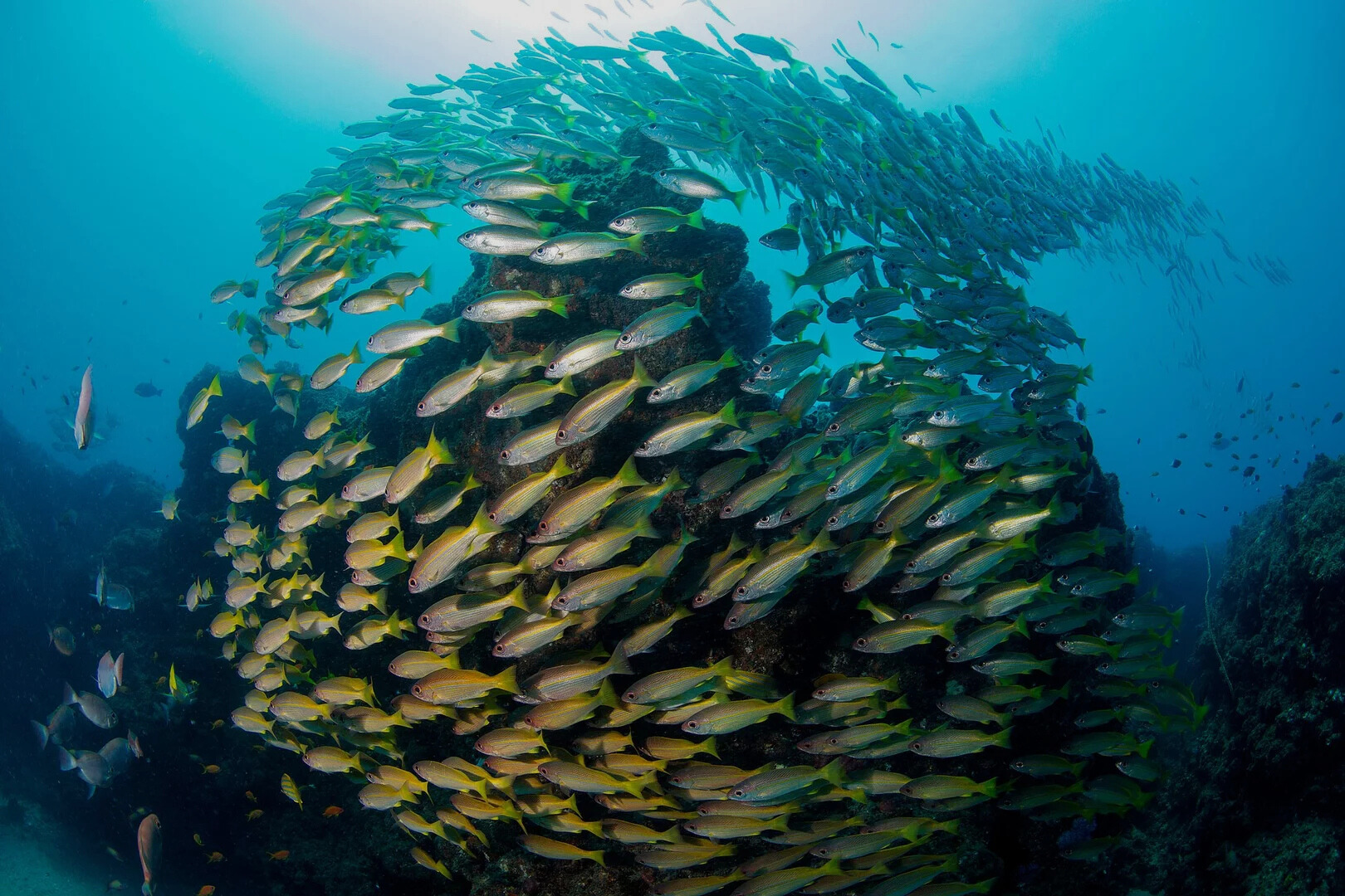 fish school in mozambique