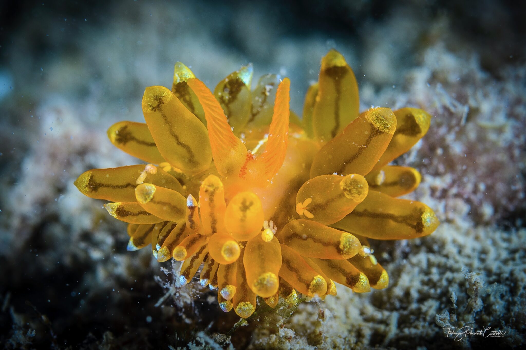 A sea slug in the Mediterranean