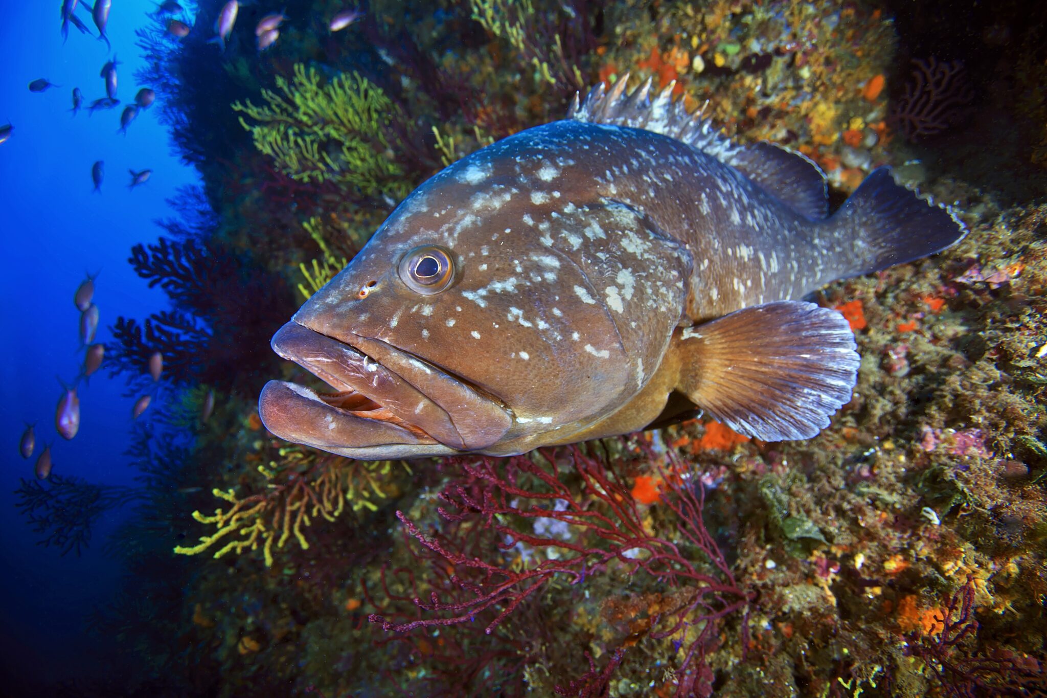 Mero de las Islas Medes