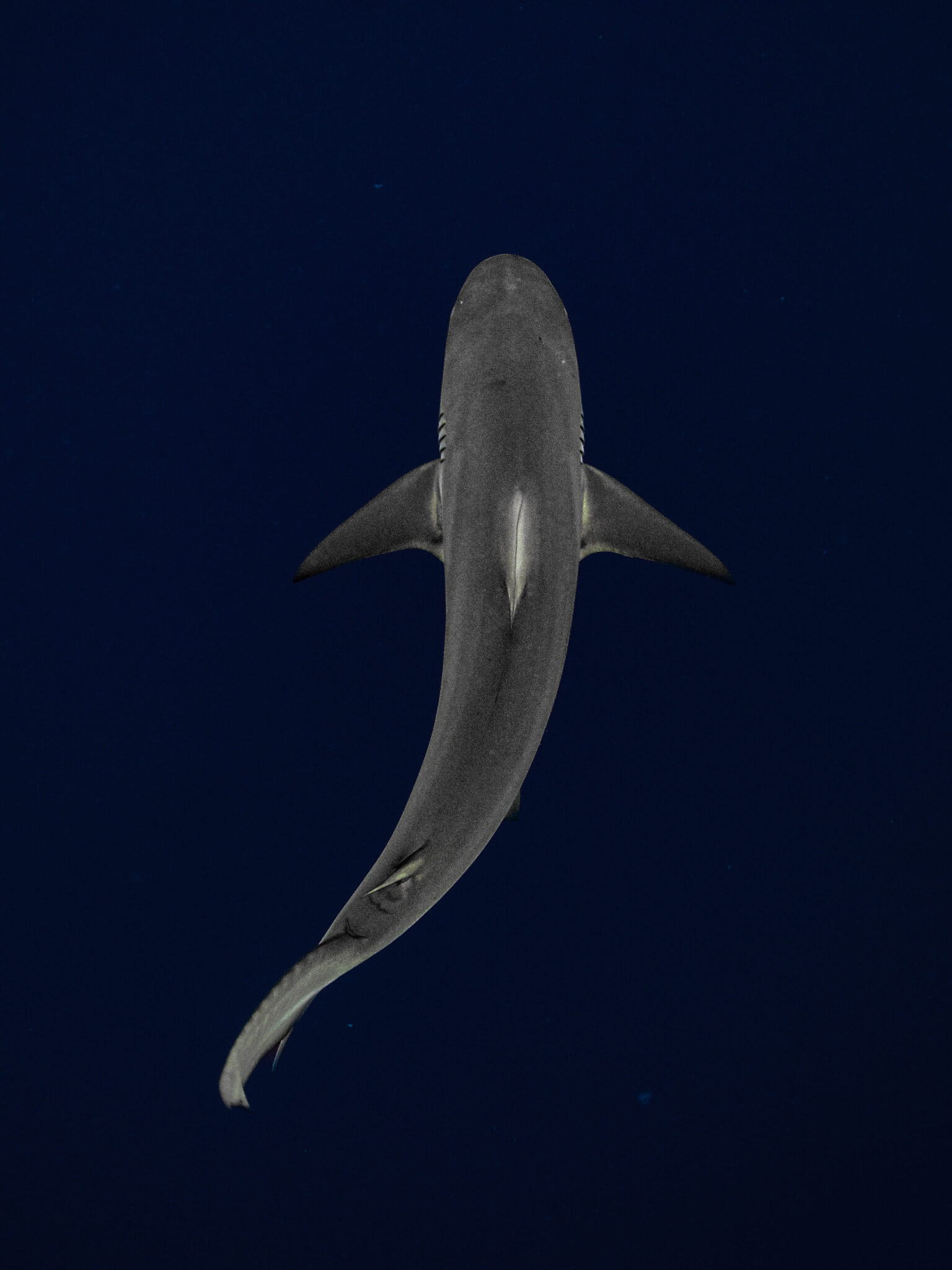 Photo of a shark from above by Aliah Banchik