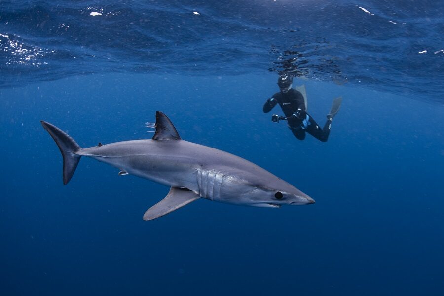 A freediver floats with a shark in open water in Baja. The water is deep blue.