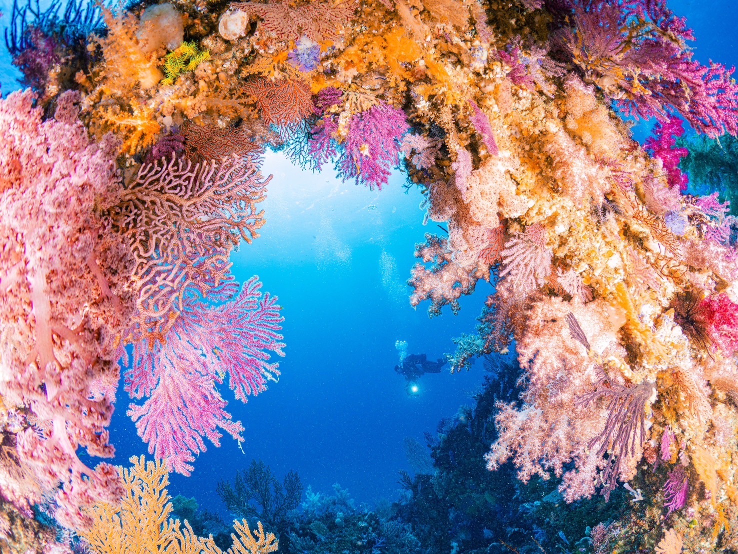 日本が誇るダイビング天国 第11回：紀伊半島, image size:1477x1108