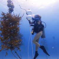 Aliah Banchik carrying out coral restoration in Key Largo
