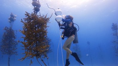 Aliah Banchik carrying out coral restoration in Key Largo