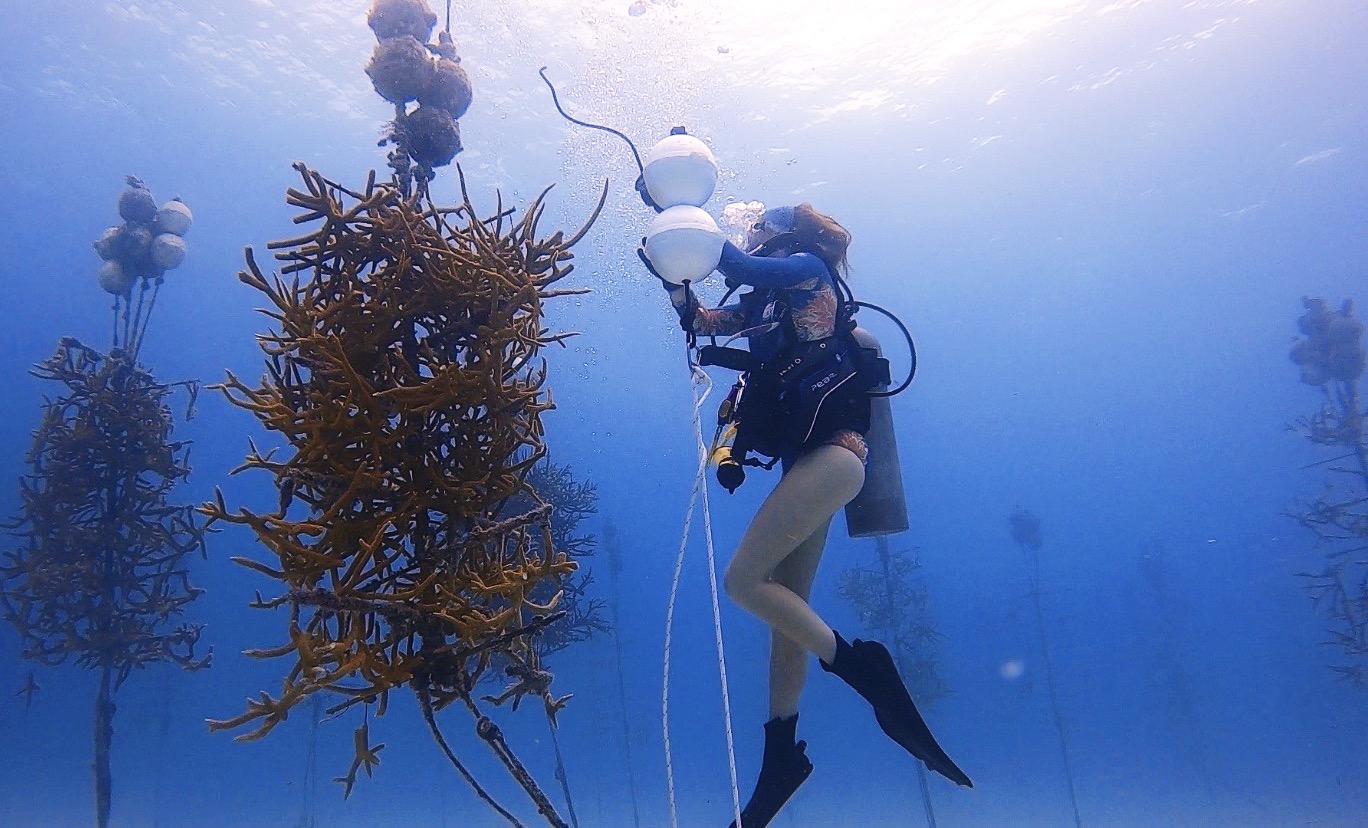 Aliah Banchik carrying out coral restoration in Key Largo