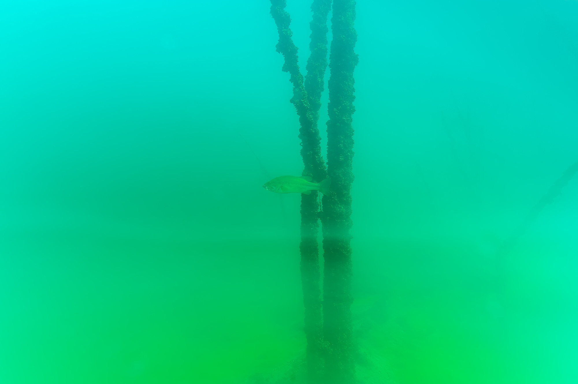 A fish swims above a thermocline in a lake. The water above the thermocline is blue and the water within the thermocline is yellowish  green