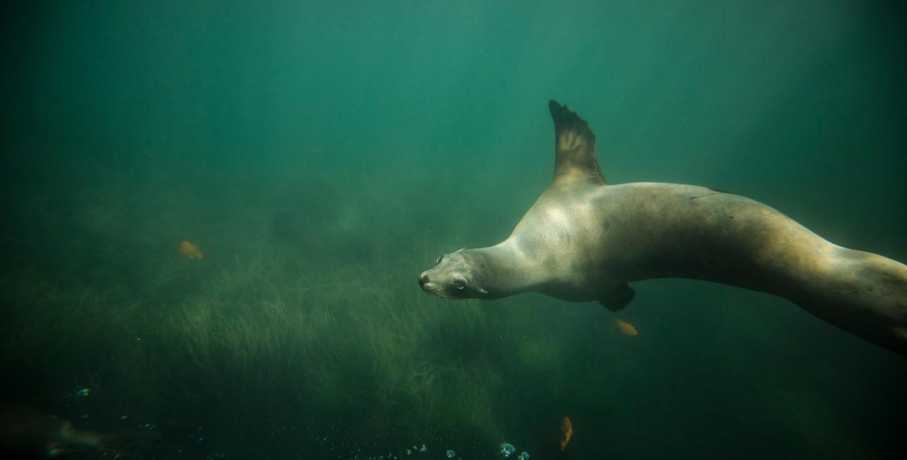 Scuba Diving in San Diego: California’s Unique Diving Destination