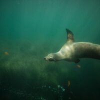 sea lion swimming into view