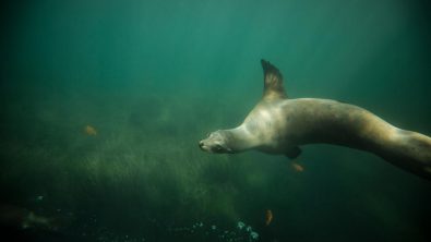 sea lion swimming into view