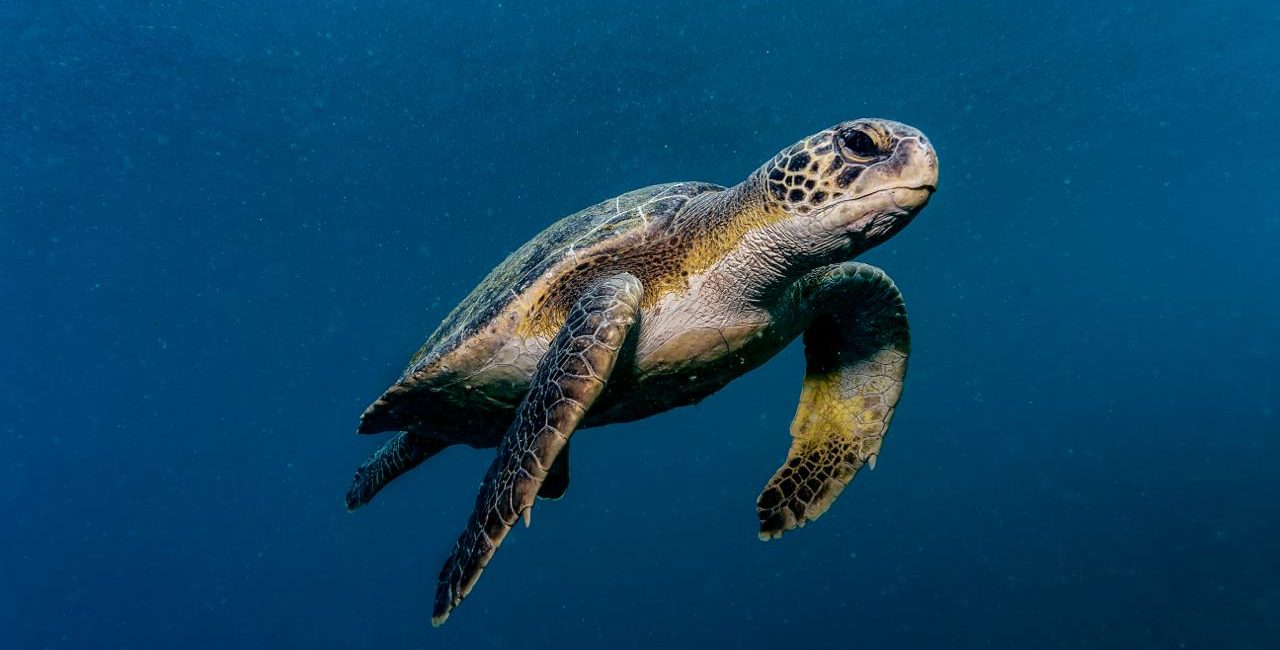 The Coolest Marine Life in Brazil