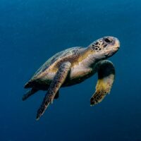 turtle marine life in brazil
