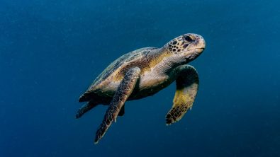 turtle marine life in brazil