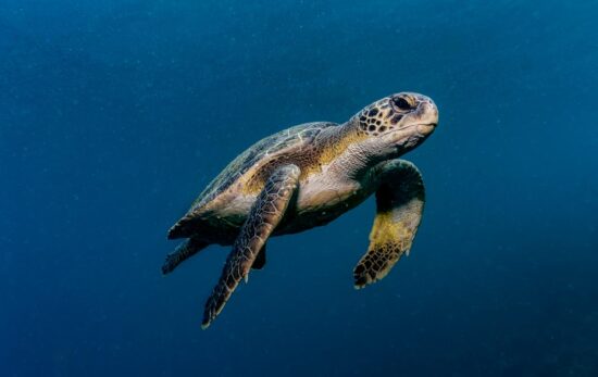 turtle marine life in brazil