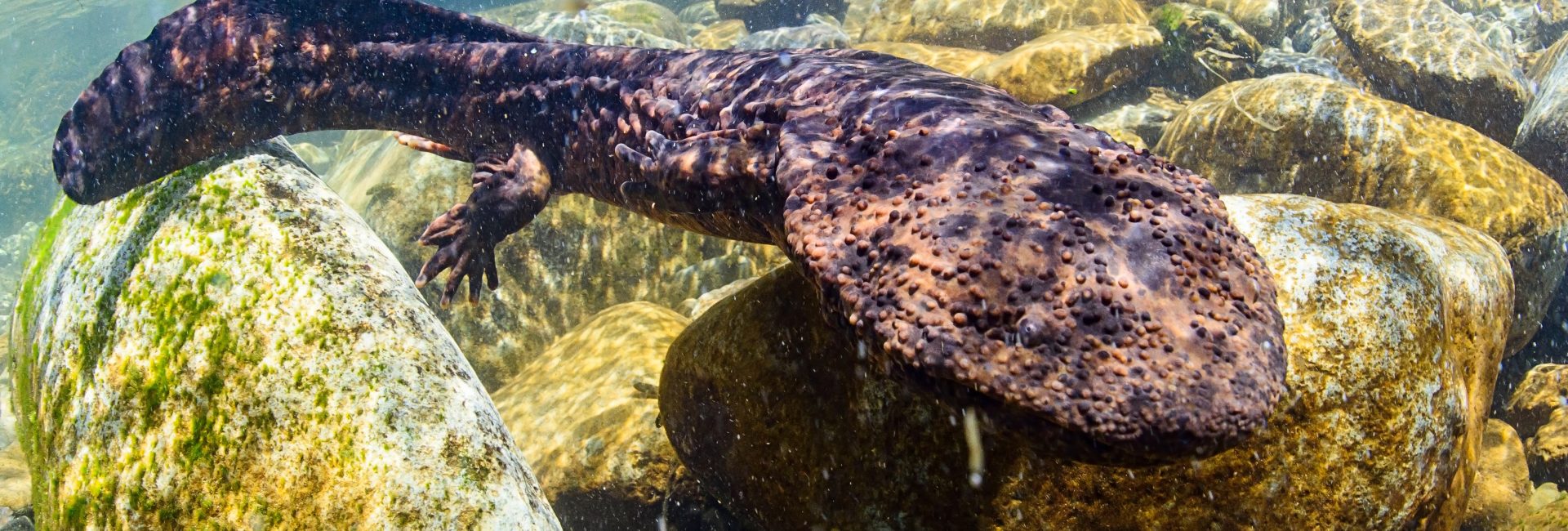 Freshwater Diving in Japan: Lakes, Rivers and Waterfalls