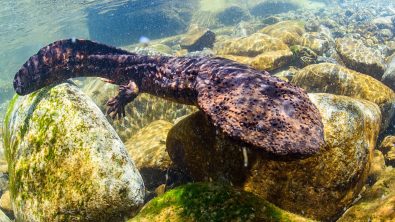Japanese Giant Salamander in Mountain River of Gifu, Japan