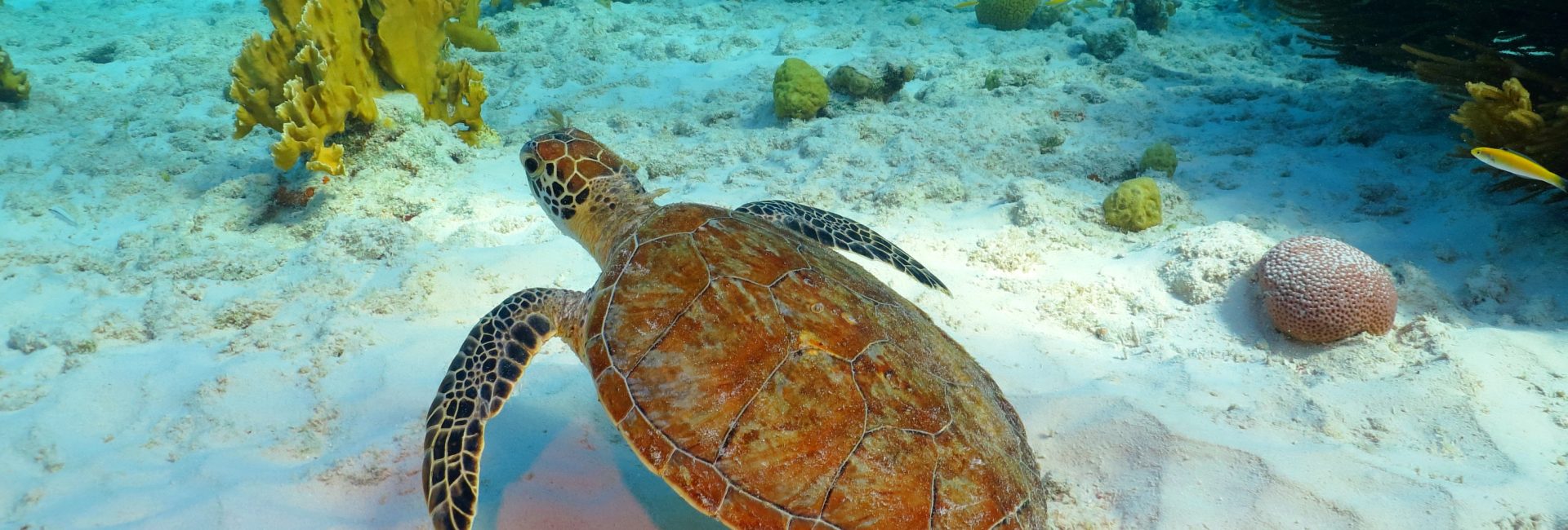 The Best Dive Sites in Brazil