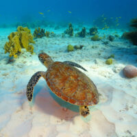 A sea turtle in Brazil