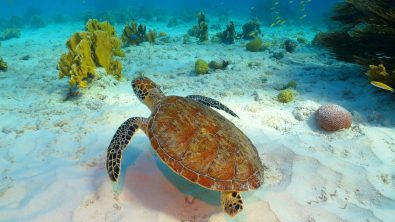 A sea turtle in Brazil