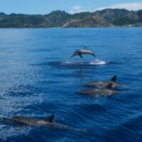 dolphins jumping out of sea with clear blue ocean on sunny day, Ogasawara Islands, Japan