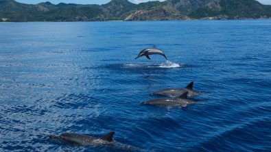 dolphins jumping out of sea with clear blue ocean on sunny day, Ogasawara Islands, Japan