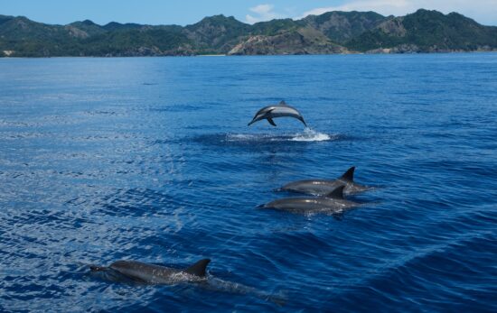 dolphins jumping out of sea with clear blue ocean on sunny day, Ogasawara Islands, Japan