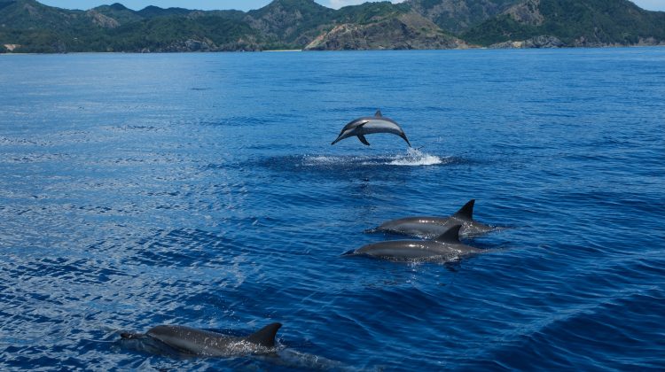 dolphins jumping out of sea with clear blue ocean on sunny day, Ogasawara Islands, Japan